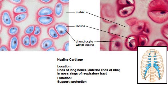 What is the function of hyaline cartilage?